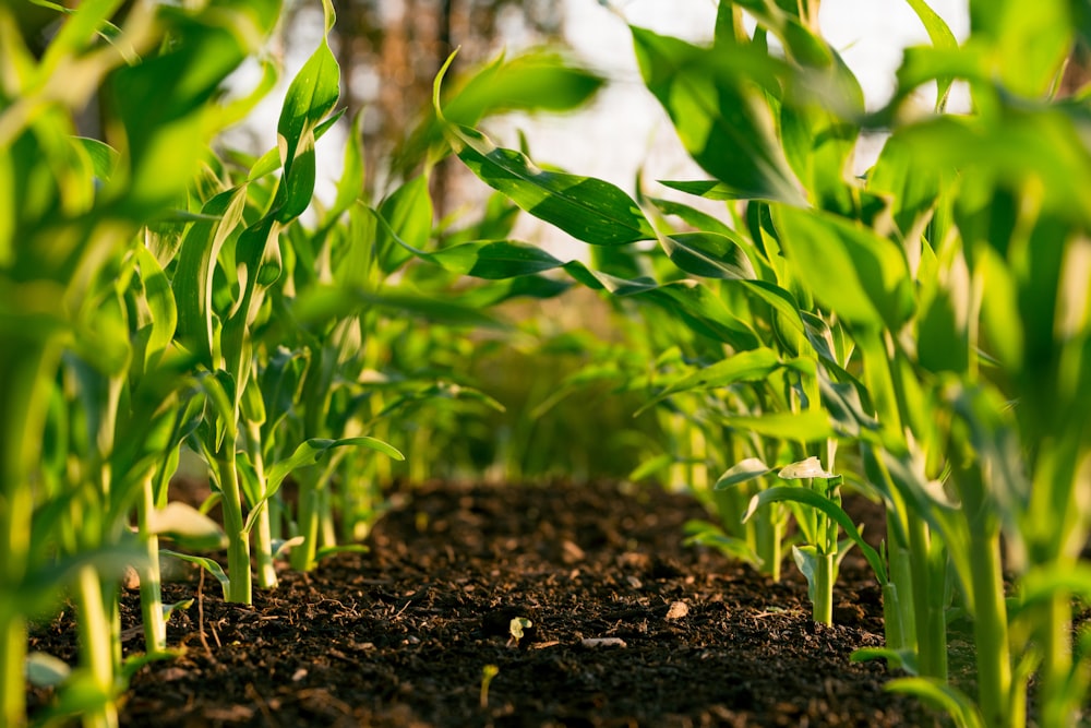 Agricultural commodities